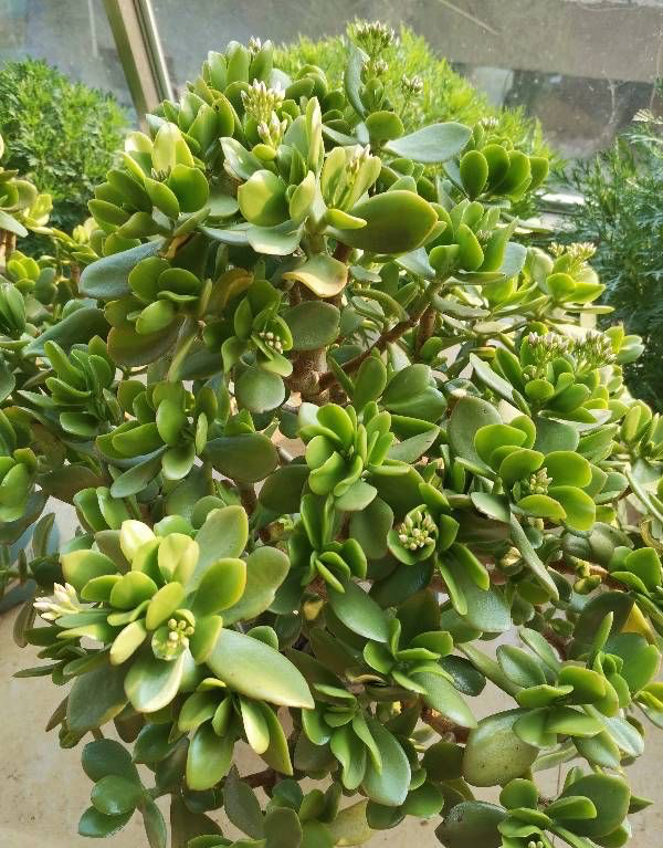 很好養的2種盆栽，耐旱耐貧瘠，越養越壯，優美大氣