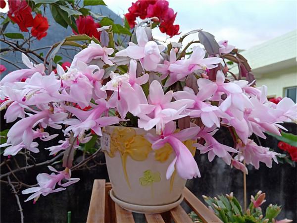 6種“漂亮花”,天生不怕“冷”,現在養錯不了 6種“漂亮花”,天生不怕“冷”,現在養錯不了