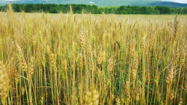 2021年十大高產小麥品種，畝產最低1400斤，你選擇哪個？