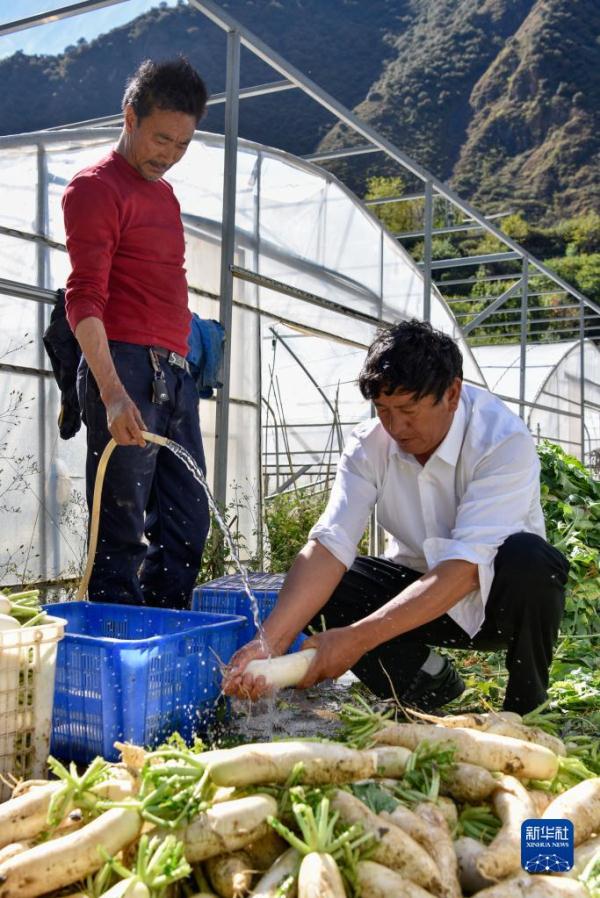 雅礱江畔蔬菜正綠 雅礱江畔蔬菜正綠