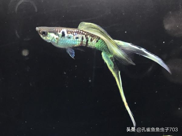 別人養的孔雀魚4個月都能繁殖了，而我養的6個月了，還這麼小啊？