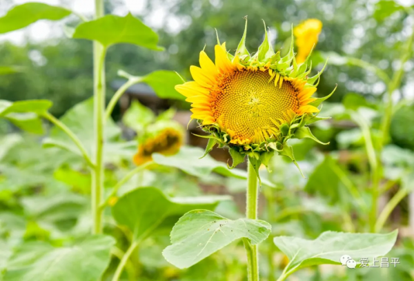 秋日農場嗨玩!露營野餐,種菜摘果,過嚮往的田園生活 秋日農場嗨玩!露營野餐,種菜摘果,過嚮往的田園生活