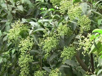 農村樹上這種“野葡萄”，它的作用可跟葡萄卻不一樣，你見過嗎？