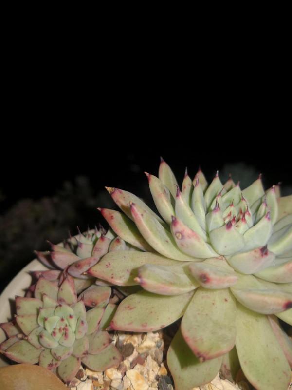 半日曬露養多肉成果展示