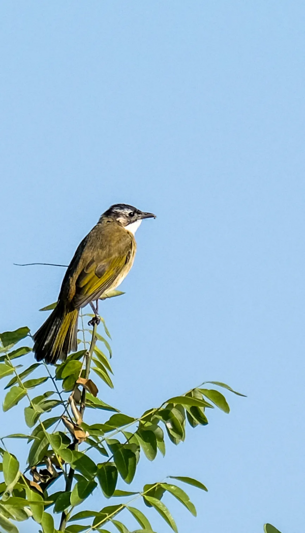 山西鳥類圖鑑 | 白頭鵯 山西鳥類圖鑑 | 白頭鵯