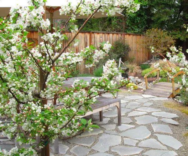 家裡有院子,建議種一些能觀賞的樹,小投入,大收穫,划算 家裡有院子,建議種一些能觀賞的樹,小投入,大收穫,划算