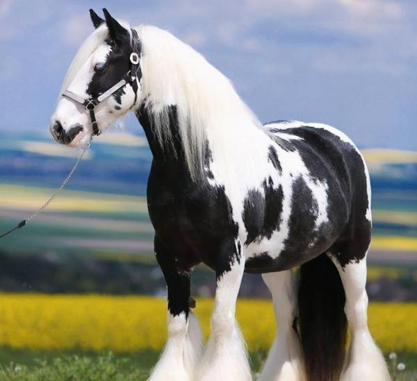 66張圖片帶你看看，那些有著驚豔“顏值”的動物