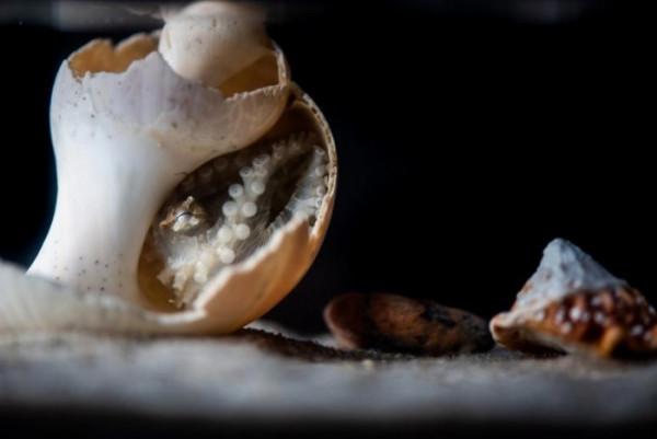 科學家成功培育小型條紋章魚模式動物：孵化時只有一粒米大小