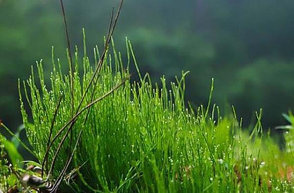 龔清孝，吃草上癮得以賺錢、娶媳婦，34年吃了40噸草：我就喜歡吃