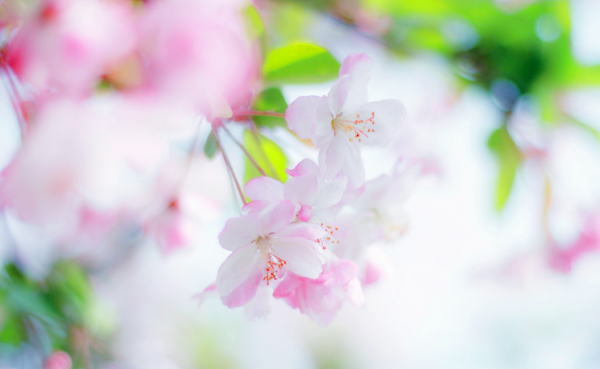 在下月開始，事業會踏上高峰，運勢一路飄紅，快樂包圍