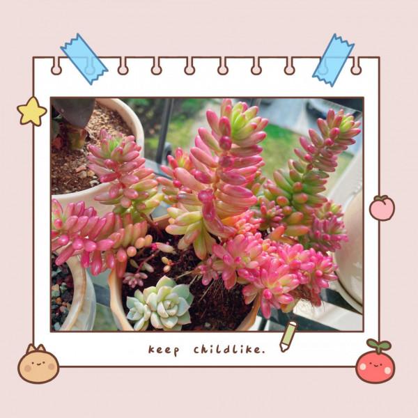 我的多肉王國 我的多肉王國