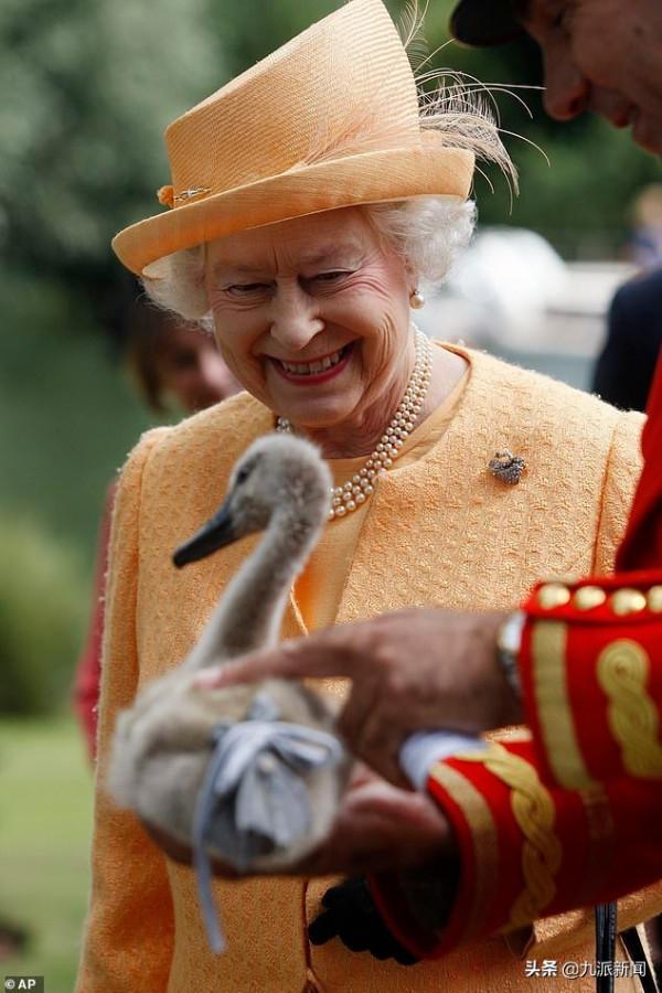 英國女王的天鵝感染了禽流感：6只鳥病死後，獸醫又撲殺了26只