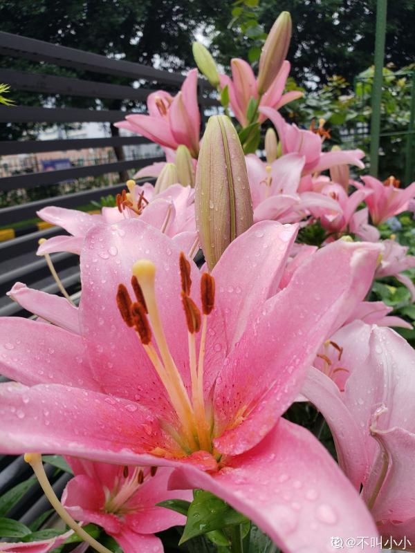 懷孕辣媽超愛養花,親力親為建花園,現在人人都羨慕 懷孕辣媽超愛養花,親力親為建花園,現在人人都羨慕