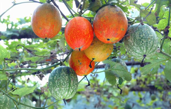 吊瓜子:常被人認為有毒,種子卻30元一斤,早已有人靠種它致富 吊瓜子:常被人認為有毒,種子卻30元一斤,早已有人靠種它致富