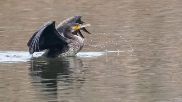 「山西鳥類圖鑑」| 鸕鷀