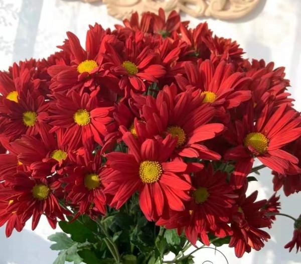 最推薦你買的花——小菊