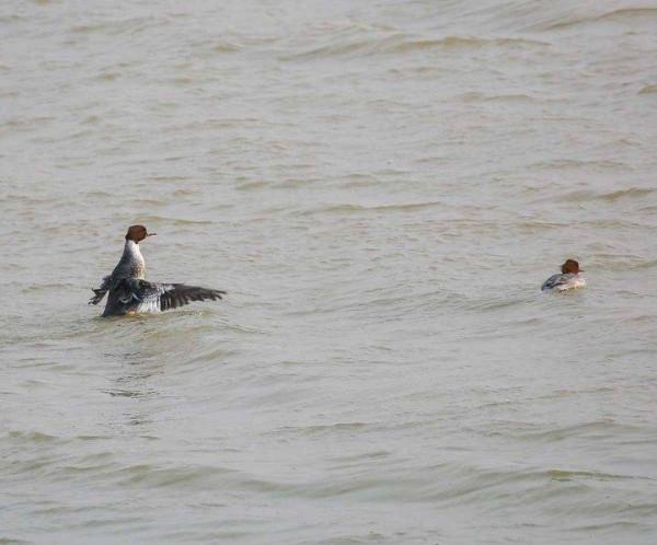 貪婪的銀鷗與勤勞的秋沙鴨