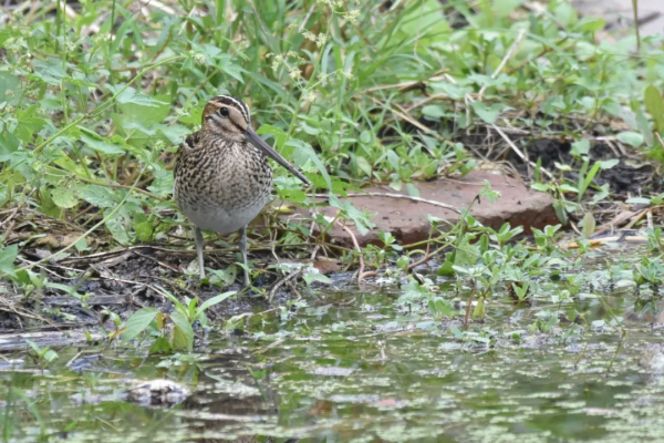 生性膽小的沙錐鳥