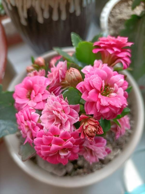 家裡有老人，就養4種“壽星花”，好養活寓意好