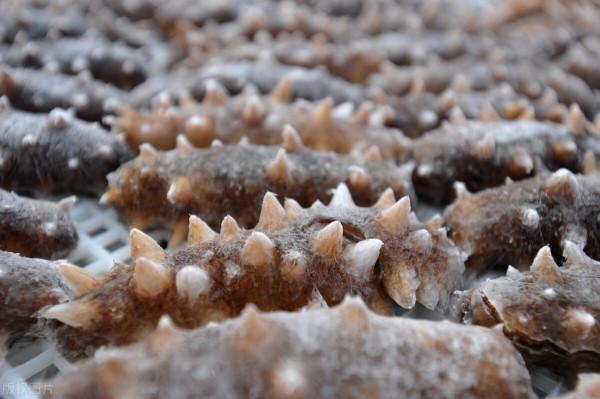 海參漲價40% 中國海參行業現狀及發展前景分析