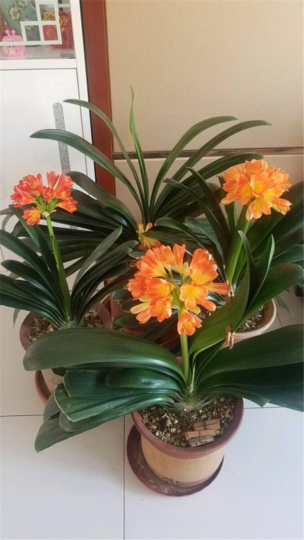 五大“吉祥花”,適合養客廳,喜歡養一盆,越養越“貴氣” 五大“吉祥花”,適合養客廳,喜歡養一盆,越養越“貴氣”