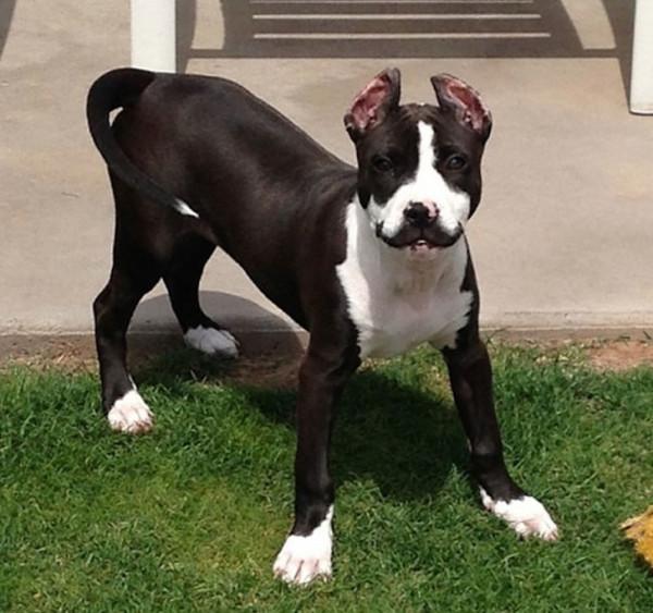 22只擁有奇怪花紋的動物！貓咪蝙蝠俠傻傻分不清楚