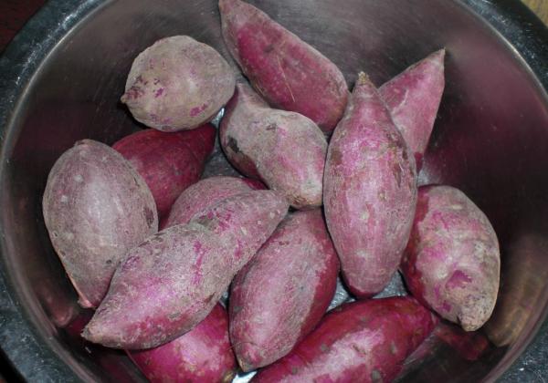 收購價探底4毛，好吃也沒行情，農民只能拿來餵豬