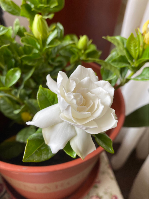 梔子能開花就夠了?只要落了這4步,你的梔子就算白養了 梔子能開花就夠了?只要落了這4步,你的梔子就算白養了