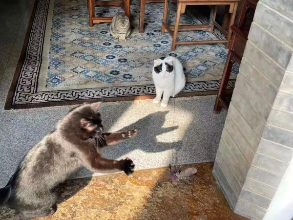 大阿寶：“斜槓青年”歡樂多