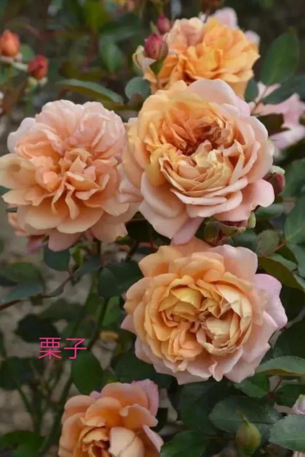 木村卓功及木村系列月季品種（4）