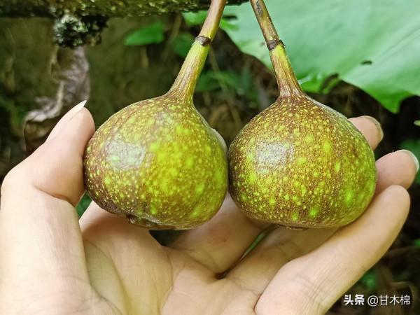 帶你一起回味62種南方野果子,它們是物質匱乏年代小朋友的零食 帶你一起回味62種南方野果子,它們是物質匱乏年代小朋友的零食