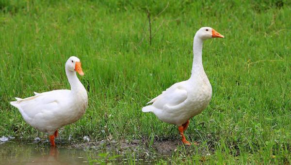 鵝的戰鬥力究竟有多強？為何它不怕人呢？遇到了我們該如何自救