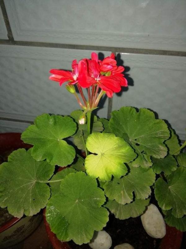 不想讓天竺葵變成“夏必死”,謹遵“五不做”,度夏無憂 不想讓天竺葵變成“夏必死”,謹遵“五不做”,度夏無憂