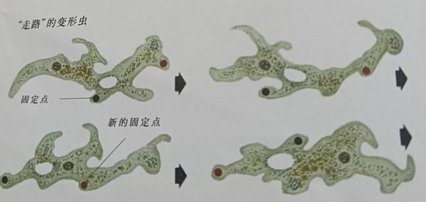 像植物一樣：奇形怪狀的變形蟲