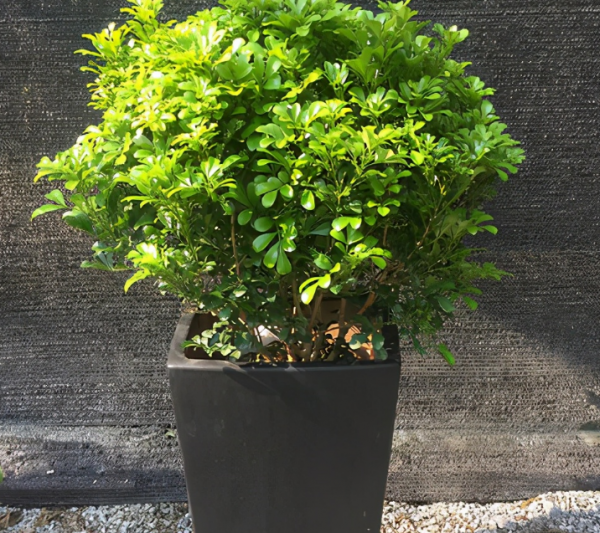 陽臺盆栽養花選這4樣，便宜好活，開花又香又美，時間又長