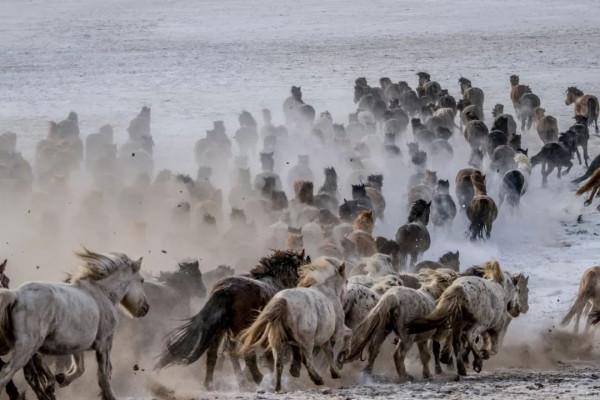 草原上馬群的故事:老馬王被驅逐,在暴雪夜引開狼群,凍死在河裡 草原上馬群的故事:老馬王被驅逐,在暴雪夜引開狼群,凍死在河裡