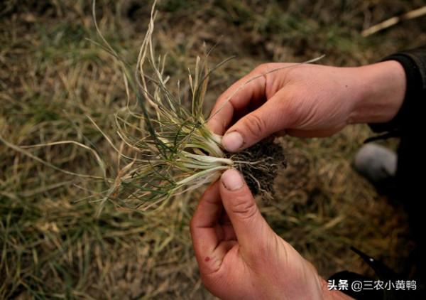 “春打六九頭，吃水像喝油”，2022年數九怎麼安排？啥時候立春？