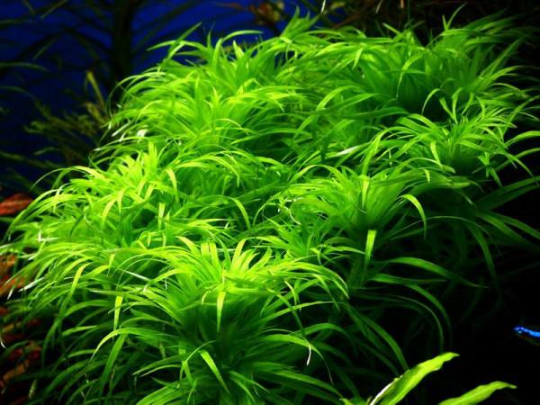 怎樣才能養出一缸讓人垂涎的水草