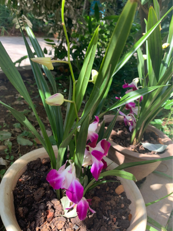 特養人的石斛花,家裡養一盆,滋陰潤肺效果好 特養人的石斛花,家裡養一盆,滋陰潤肺效果好