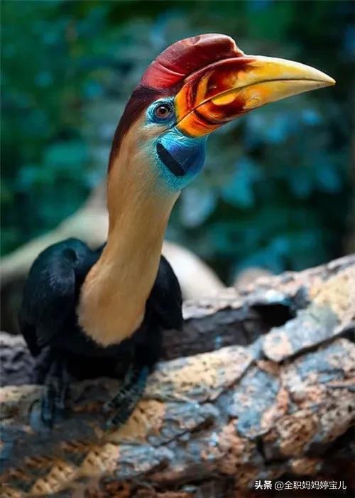 分享——稀奇古怪的鳥