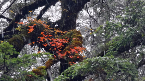 春夏咻冬?四川多地提前上演雪景大片 春夏咻冬?四川多地提前上演雪景大片