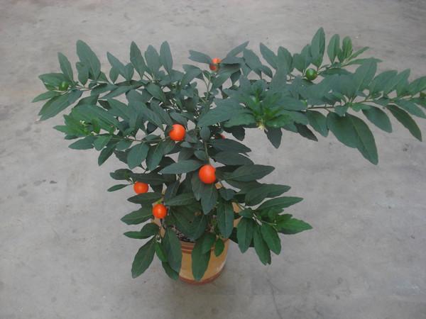 入手吉慶果，做好這4點，紅彤彤的果子像極了小燈籠，非常喜慶