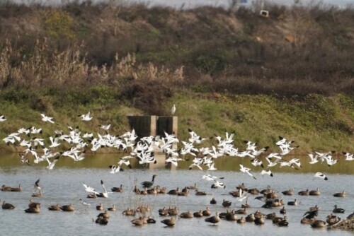 路上偶遇東北虎是什麼體驗？網友：大腦斧能有什麼壞心思呢