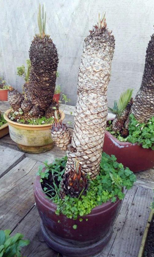 親戚花800元買了盆“日本龍鱗樁”，三年長了1片葉，怕不是受騙了