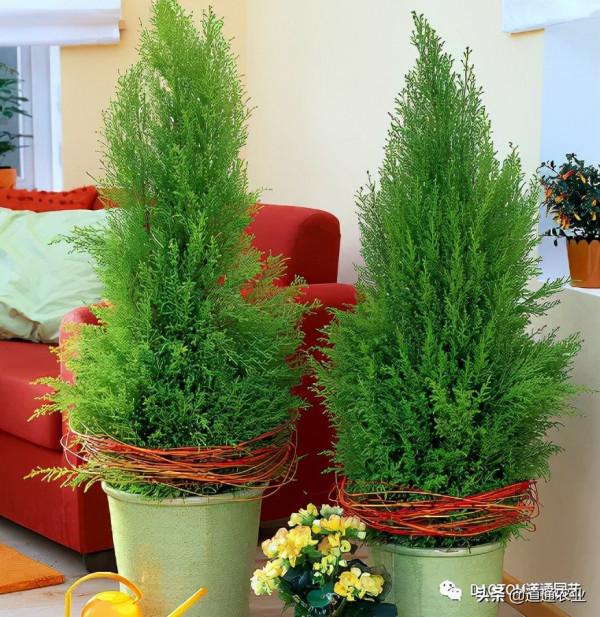 聖誕氣息越發濃烈，挑個盆栽自己整一個聖誕樹