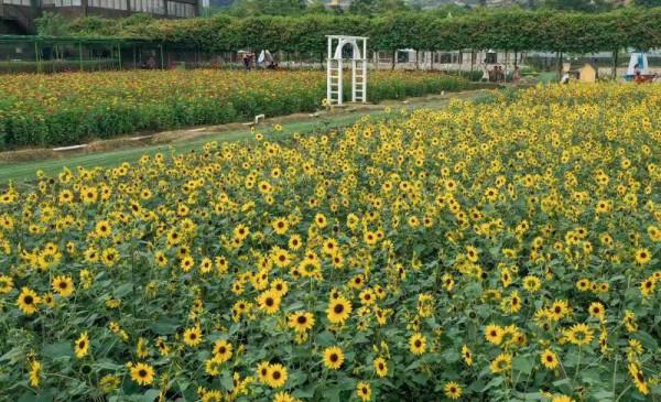 國慶當天高明盈香超1.5萬人次，今天將超2萬