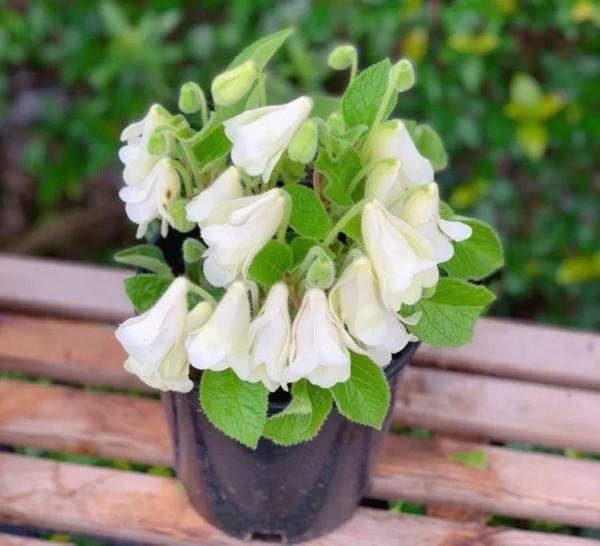 1種花特耐陰,開花像是小喇叭,花量巨大 1種花特耐陰,開花像是小喇叭,花量巨大