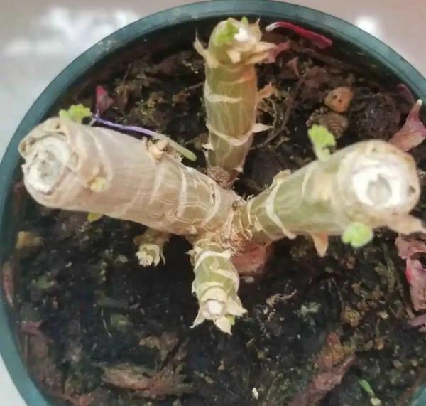 10種花得窮養,盆越小、水越少,越長得旺 10種花得窮養,盆越小、水越少,越長得旺