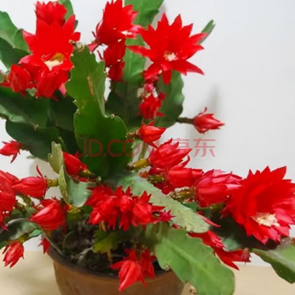 【養花知識營地】令箭扦插晾根多久 【養花知識營地】令箭扦插晾根多久