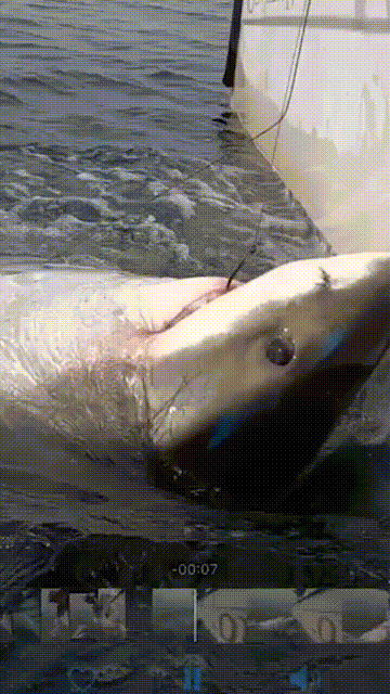 海釣誤中大白鯊必須摘鉤放生?來,鉗子給你,你來摘 海釣誤中大白鯊必須摘鉤放生?來,鉗子給你,你來摘